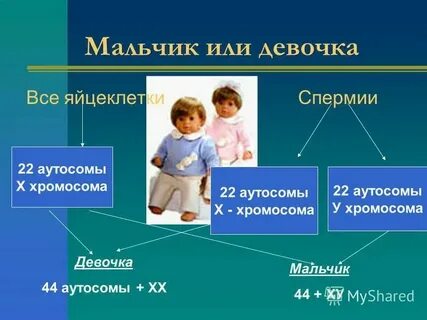 Y хромосомы это мальчик