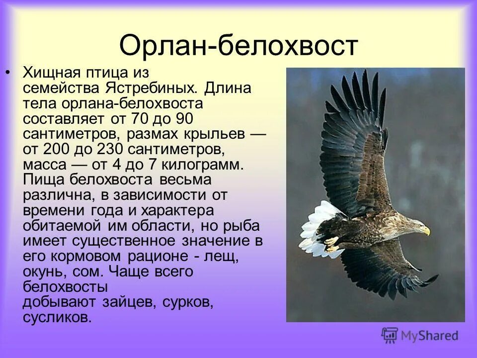 расписание орлан челябинск. орлан белохвост крик.