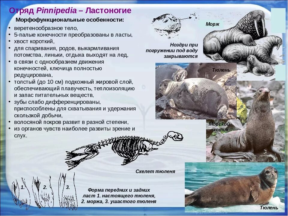 Отряд ластоногие (Pinnipedia). Строение ластоногих скелет. Строение зубов ластоногих. Отряд ластоногие классификация.