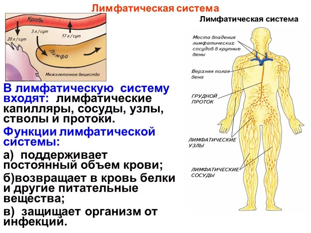 Строение и функции лимфатической системы. Лимфатическая система строение и функции человека анатомия. Лимфатические капилляры сосуды узлы. Строение лимфатической системы и лимфатического узла. Где находятся кровеносные и лимфатические сосуды