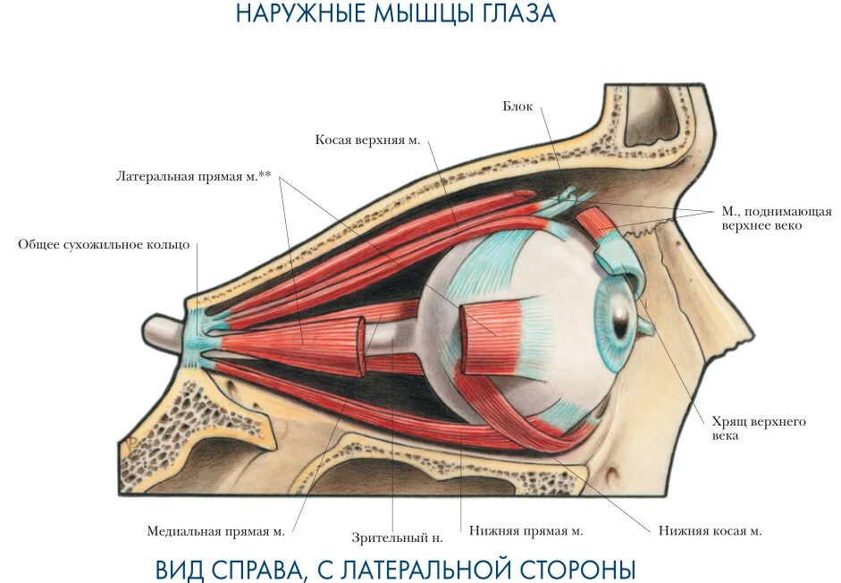 Мышцы глазное яблоко строение анатомия. Структура мышц глазного яблока. Экстраокулярные мышцы глазного яблока. Глазодвигательные мышцы строение. Места крепления глазодвигательных мышц