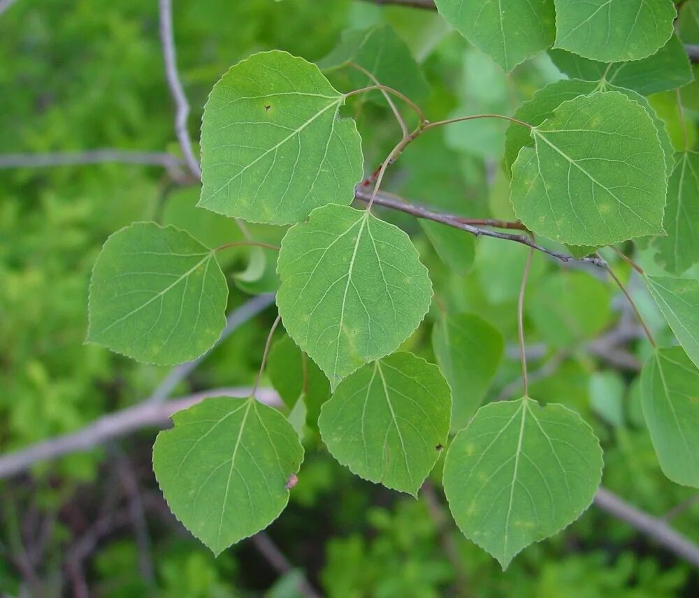 Осина (Populus tremula). Осина обыкновенная (Populus tremula). Тополь дрожащий осина. Осина обыкновенная (Pópulus trémula). Осина тип дерева