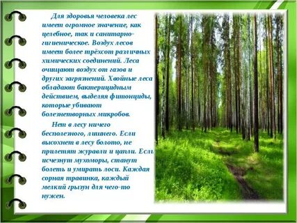 Берегите лес он очищает воздух