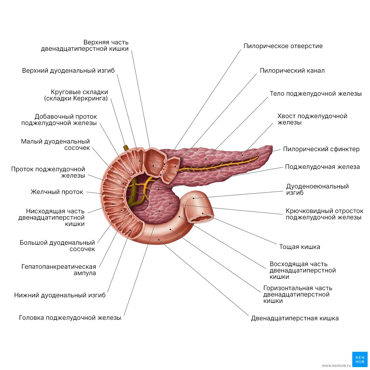 Орган имеет протоки открывающиеся в двенадцатиперстную кишку. Протоки поджелудочной железы схема. Система выводных протоков поджелудочной железы. Выводные протоки поджелудочной железы. Строение поджелудочной железы таблица.