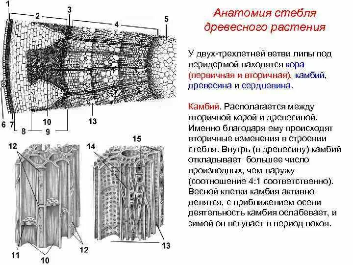 Клетки стебля функции. Вторичная кора древесного стебля. камбий в стебле липы расположен. анатомия стебля древесных растений. анатомическое строение стебля древесных растений.