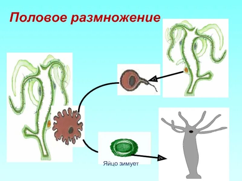 Размножение гидры половым. Половое размножение гидры рисунок. Гидра Кишечнополостные размножение. Гидра обыкновенная жизненный цикл. Пресноводная гидра размножается