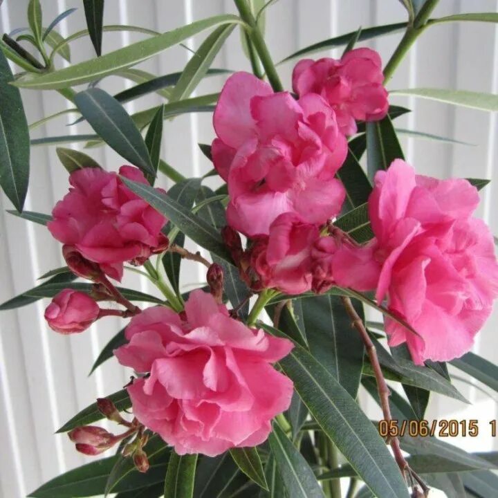 Олеандр вариегатный. Олеандр гибридный. Олеандр (nerium oleander). Олеандр фиолетовый махровый. Олеандр москва.