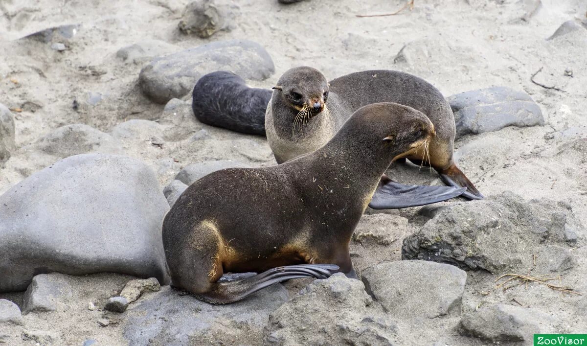 северный морской котик (callorhinus ursinus). командорские острова тюлени. лежбища морских северных котиков на командорских островах. северный котик. секач северный морской котик.