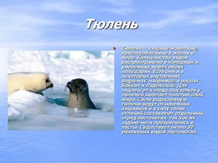 Животный мир северного океана