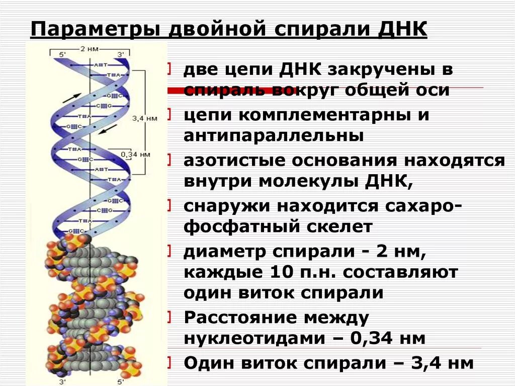 2 спиральное днк