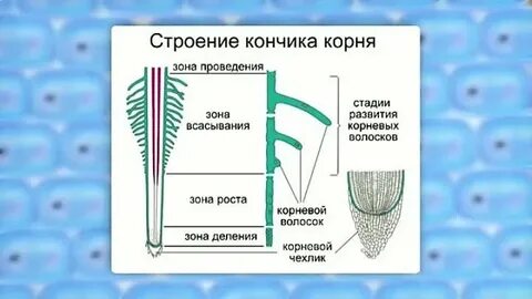 Клетки кончика корня