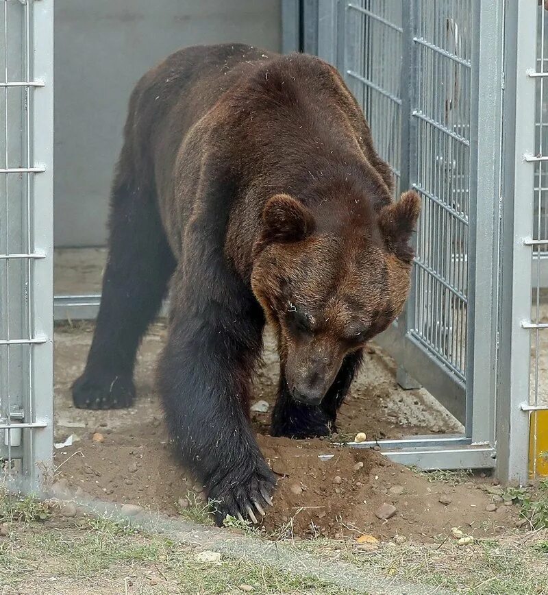 Сколько живут медведи в неволе. Уссурийский бурый медведь. Домашний медведь. Медведь живой.