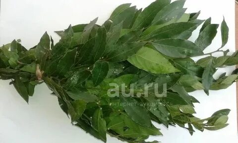 Веник лаврового листа