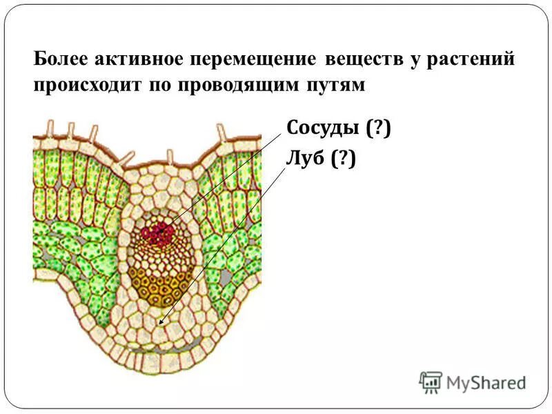 Вставьте текст. Взаимосвязь всех частей растения. У растения вещества перемещаются в двух направлениях от. Восходящий и нисходящий токи веществ. У растений вещества перемещаются в двух.