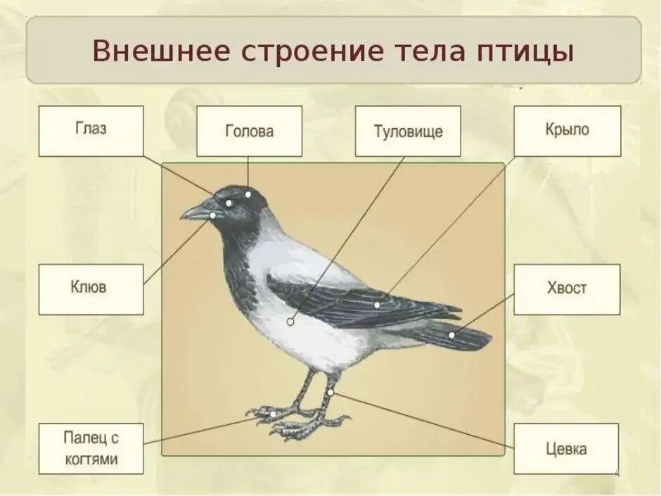 Внешнее строение птицы аоронв. Внешнее строение птицы вороны. Внешнее строение птицы ворон. Внешнее строение птицы биология 7 класс.