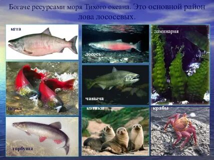 Богатство черного моря