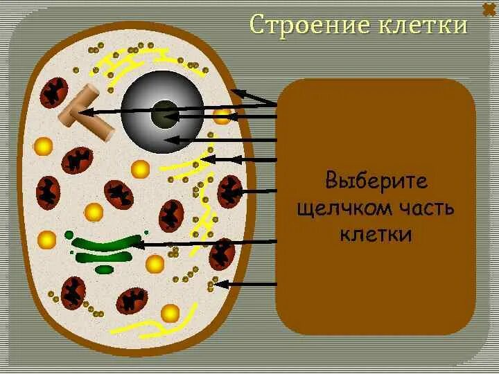 Местоположение клетки