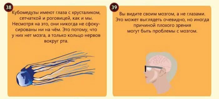 Интересные факты о глазах человека. Факты о человеческом глазе. Интересные факты о зрении человека. Интересные глаза. Необычные факты о глазах.