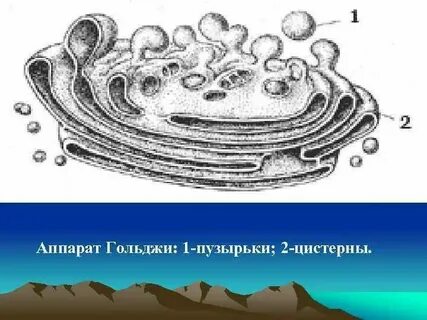 Лизосомы одномембранные или