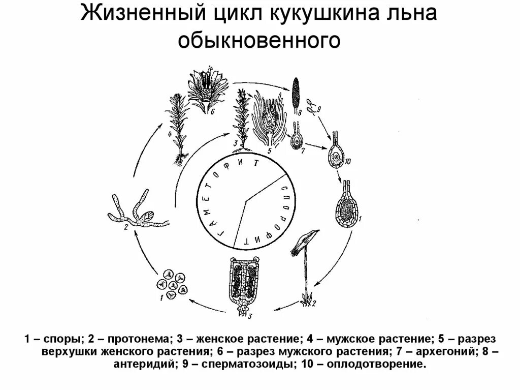 Жизненный цикл развития мха Кукушкин лен. Кукушкин лен жизненный цикл. Жизненный цикл мха Кукушкин лен схема. Кукушкин лен жизненный цикл схема.