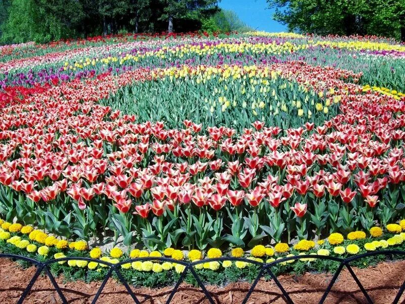 Клумба с тюльпанами. Посадить тюльпаны в ряд. Весенние луковичные многолетники. Рябчик императорский на клумбе с тюльпанами. Гиацинт рабатка.