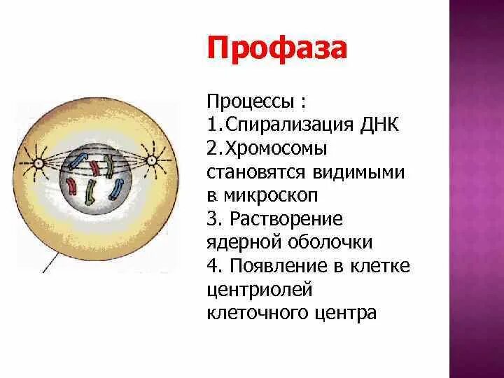 Удвоение центриолей спирализация хромосом. Процесс стадии профаза. Профаза митоза процессы. Основные процессы профазы митоза. Профаза 2 процессы.