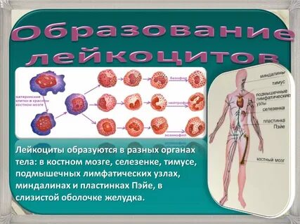 Селезенка лейкоциты