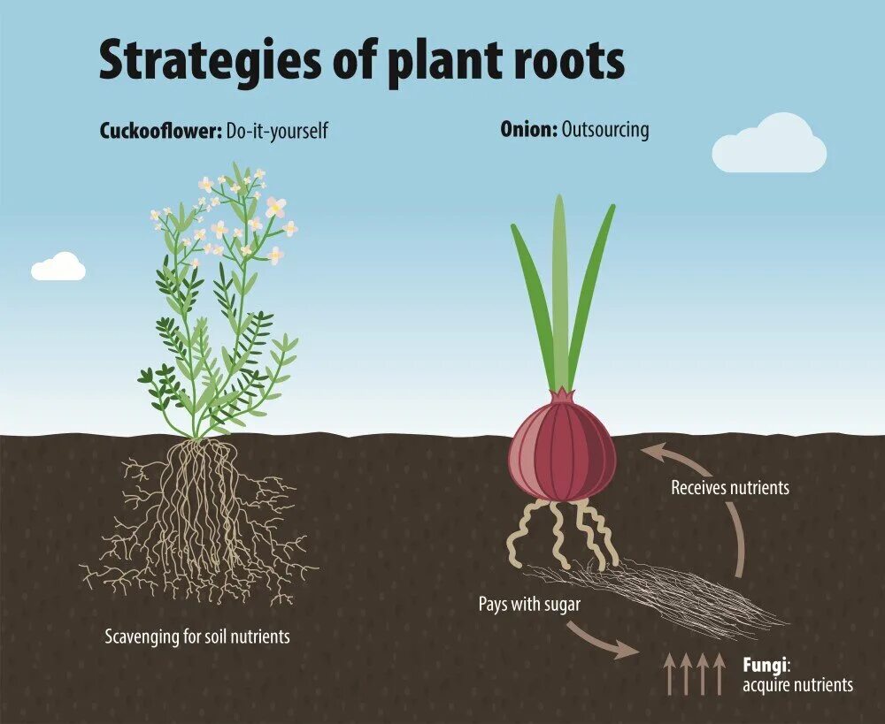 Plant root. Растения в почве. Soil Plant root. Корни растений. Planting the roots