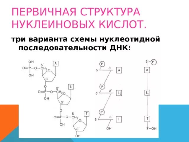 Первичная структура ДНК. Нуклеотидная последовательность ДНК. Первичная структура ДНК формула. Изучение нуклеотидной последовательности ДНК.