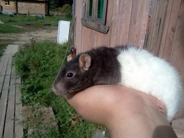 Кот обнимает мышь. Крыса дамбо рыжая. Атласная крыса. Крыса завтра. Крыса завтра.