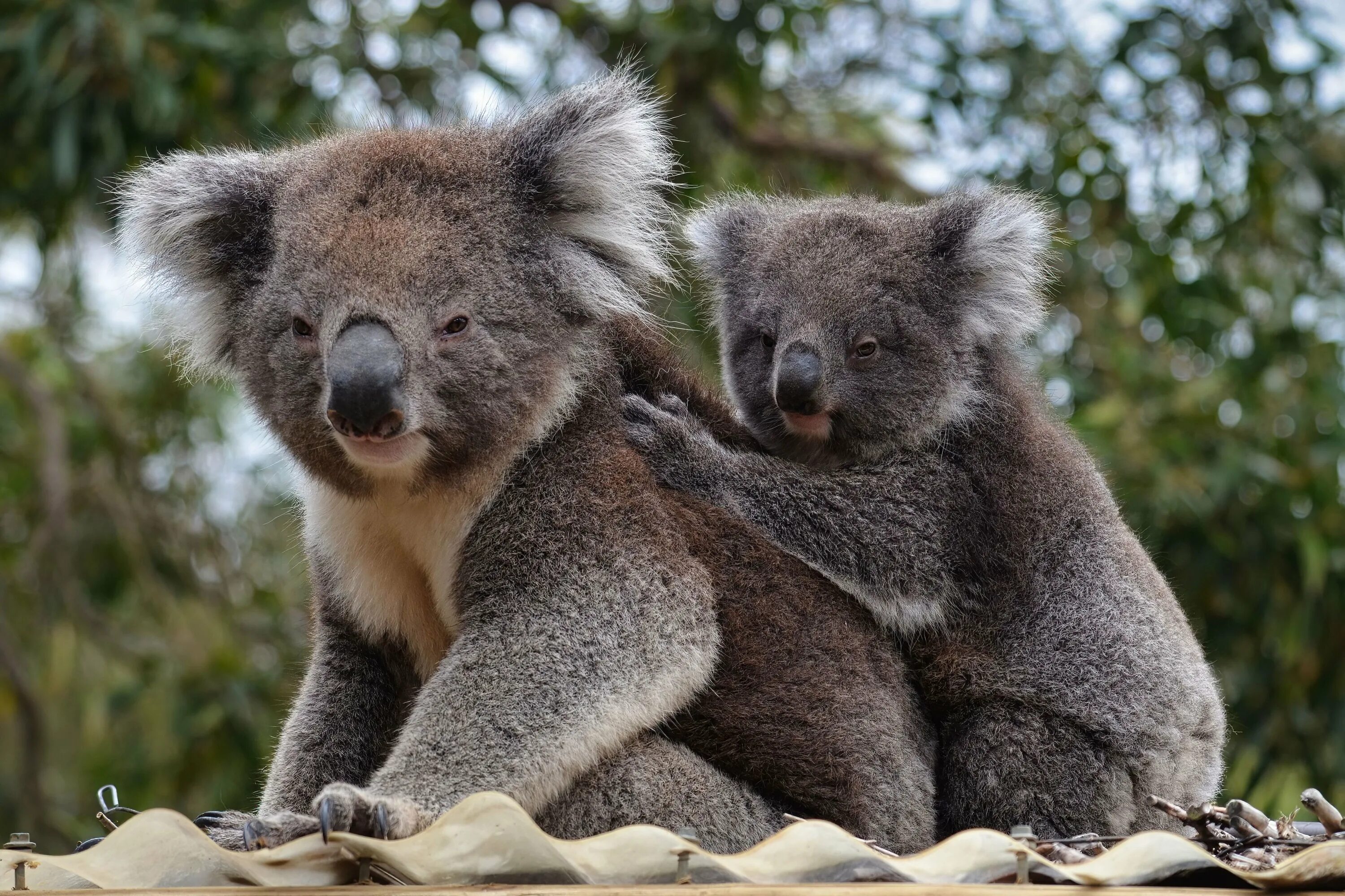 Серая коала. Серый коала Дикие Австралии. Пушистая коала. Коала обои на рабочий стол. Коала природе