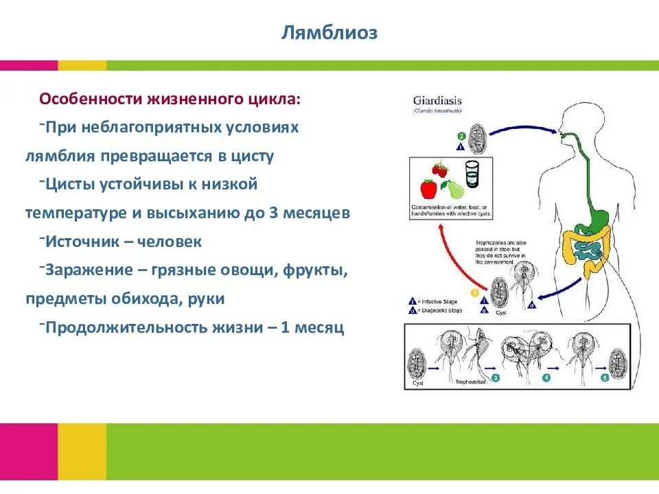 Жизненный цикл лямблиоза схема. Стадии жизненного цикла лямблии. Промежуточный хозяин лямблии. Жизненный цикл лямблии схема.