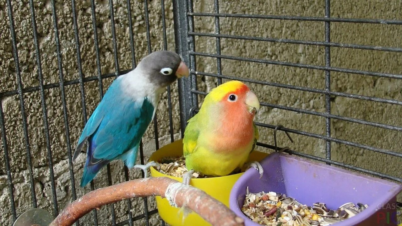 Неразлучники попугаи. Неразлучники попугаи голубые. Клетка для попугая неразлучника.
