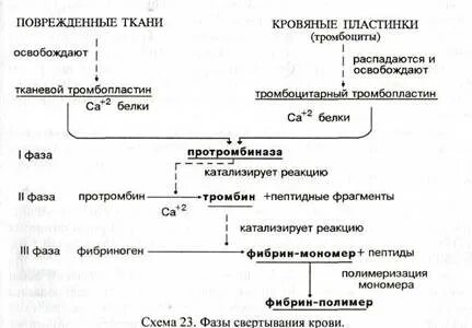 Тромбопластин