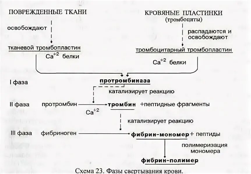 Фазы гемокоагуляции. Схема первой фазы гемокоагуляции. образование тромба схема тканевой тромбопластин. коагуляционный гемостаз схема. схема тромбоцитарного и коагуляционного гемостаза.