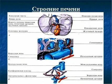 Печень биология 8