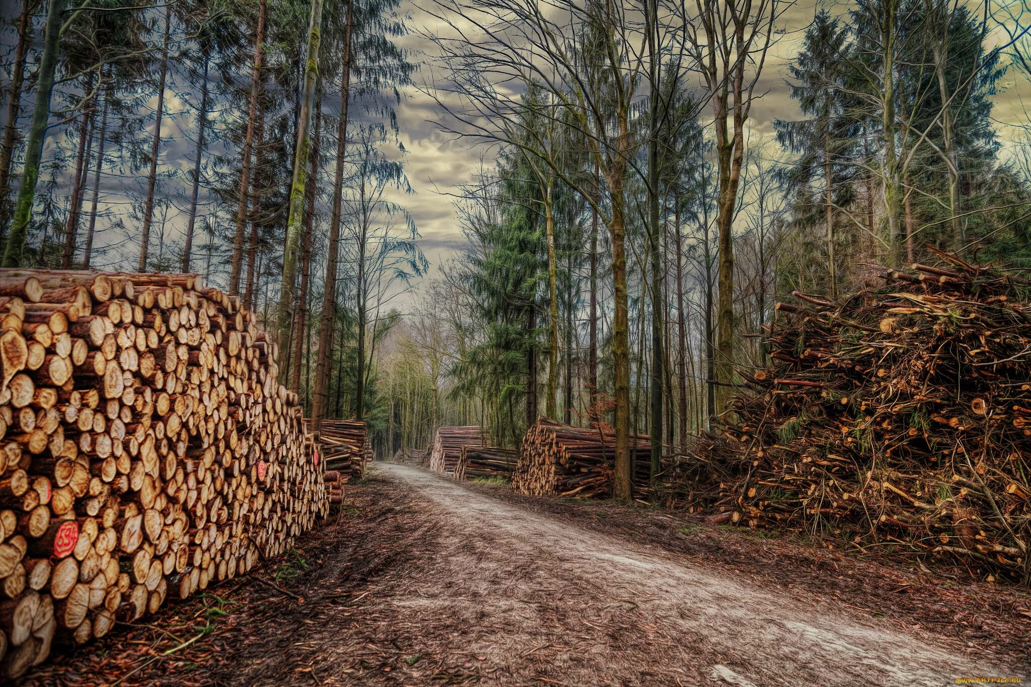 Заготовка леса. Сосняк бревна. Бондарский лесхоз. Штабель леса. Рубка леса.