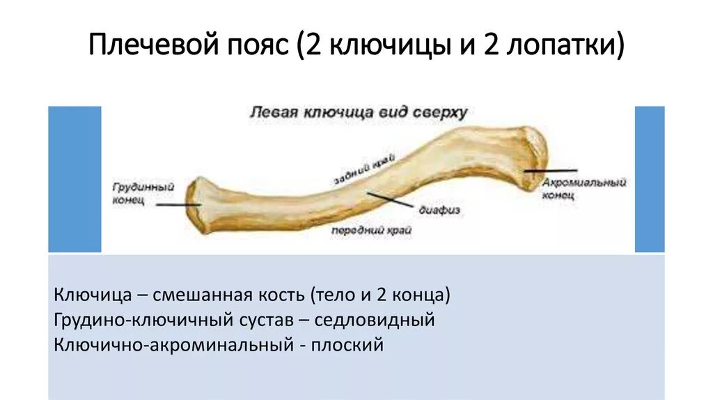 Строение костей ключицы. Плечевой пояс лопатка ключица. Строение костей плечевого пояса. Строение костей плечевого пояса ключица и лопатка.