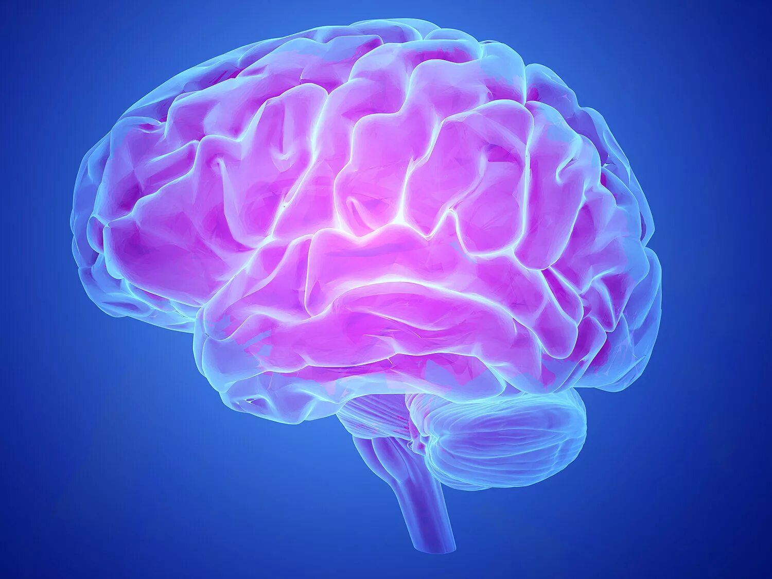 Brain contain