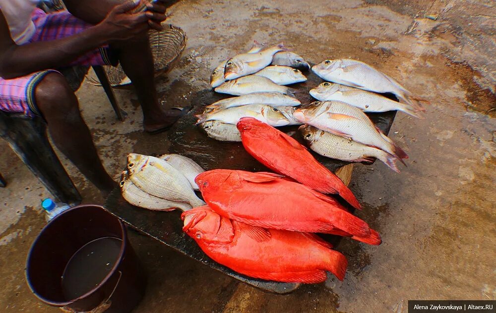 Коралловая рыба Шри Ланка. Морской окунь Шри Ланка. Coral Fish Шри Ланка. Рыбный рынок Негомбо.