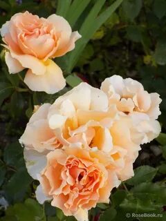 Just rose