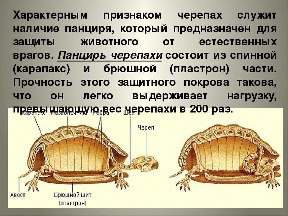 Части панциря черепахи