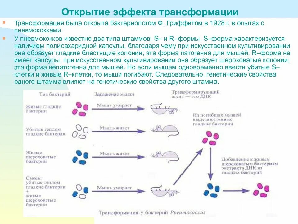 Эффект трансформация. Открытие явления трансформации. Трансформация бактерий. Открытие трансформации у бактерий. Трансформация микробиология.