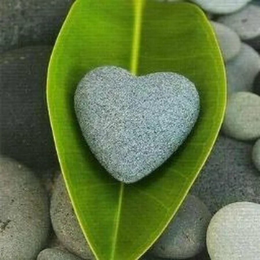 I love nature. Сердечко. Необычные сердечки. Креативное сердечко. Растения в форме сердца.
