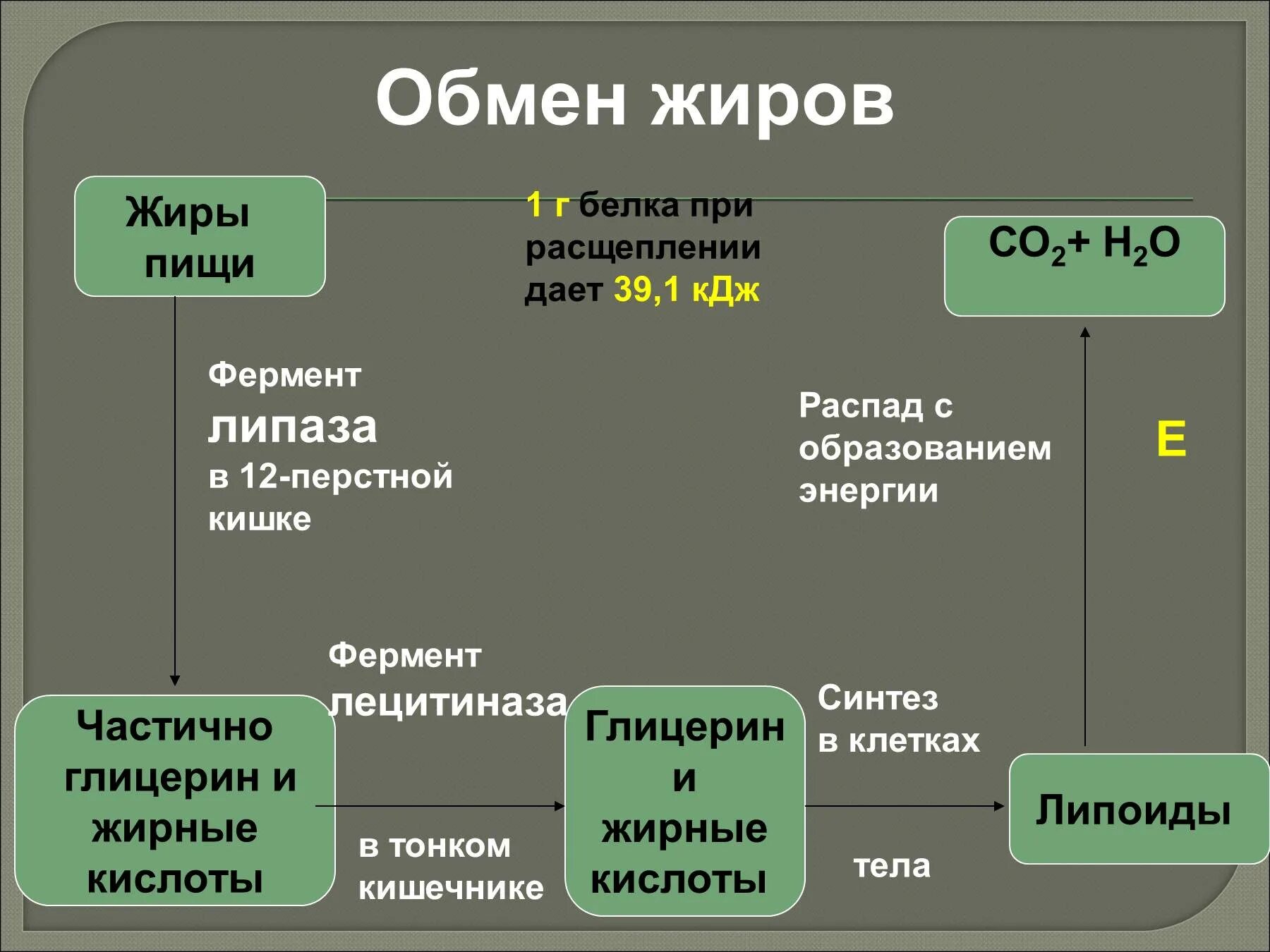 Последовательность процесса обмена жиров в организме человека. Обмен жиров схема. Схема обмена белков жиров и углеводов в организме человека. Обмен веществ схема белки жиры углеводы. Обмен белков схема.