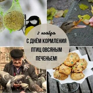 День кормления птиц