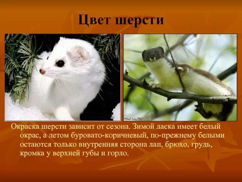 Ласка вопросов. Доклад про ласку. ласка презентация. ласка животное презентация. проект на тему ласка.