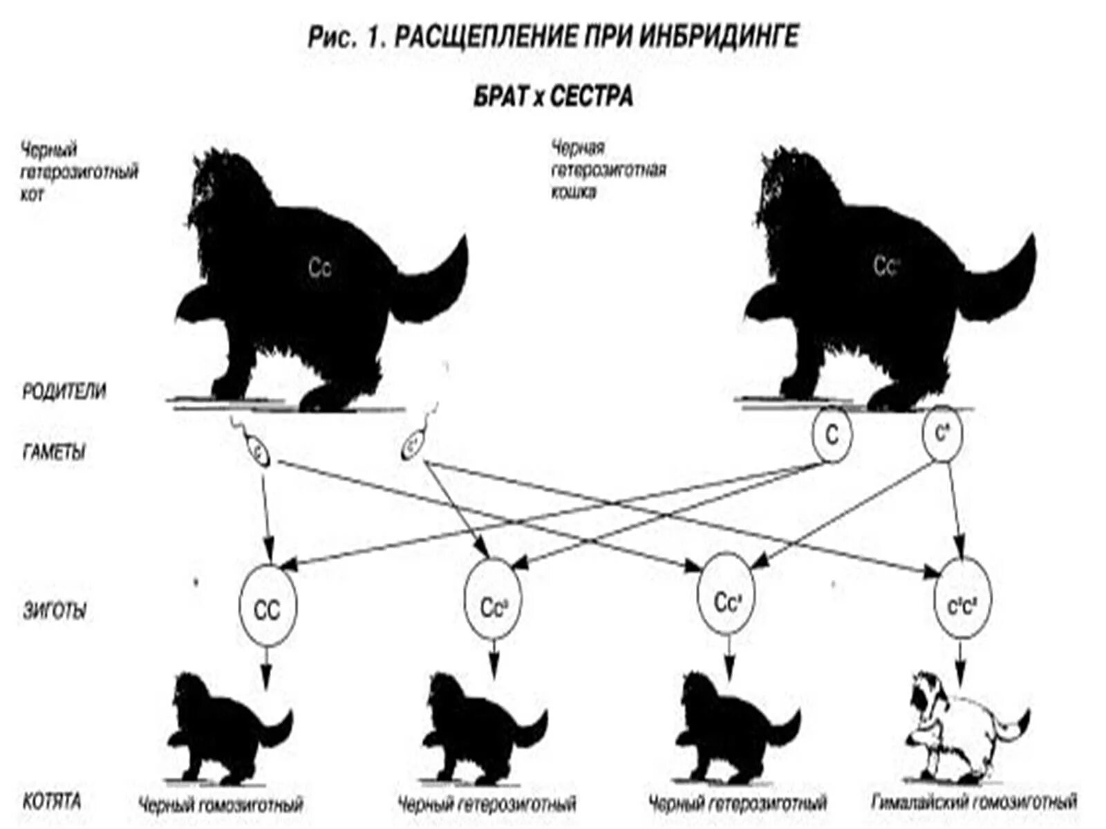 Близкородственное скрещивание получение чистых линий скрещивание