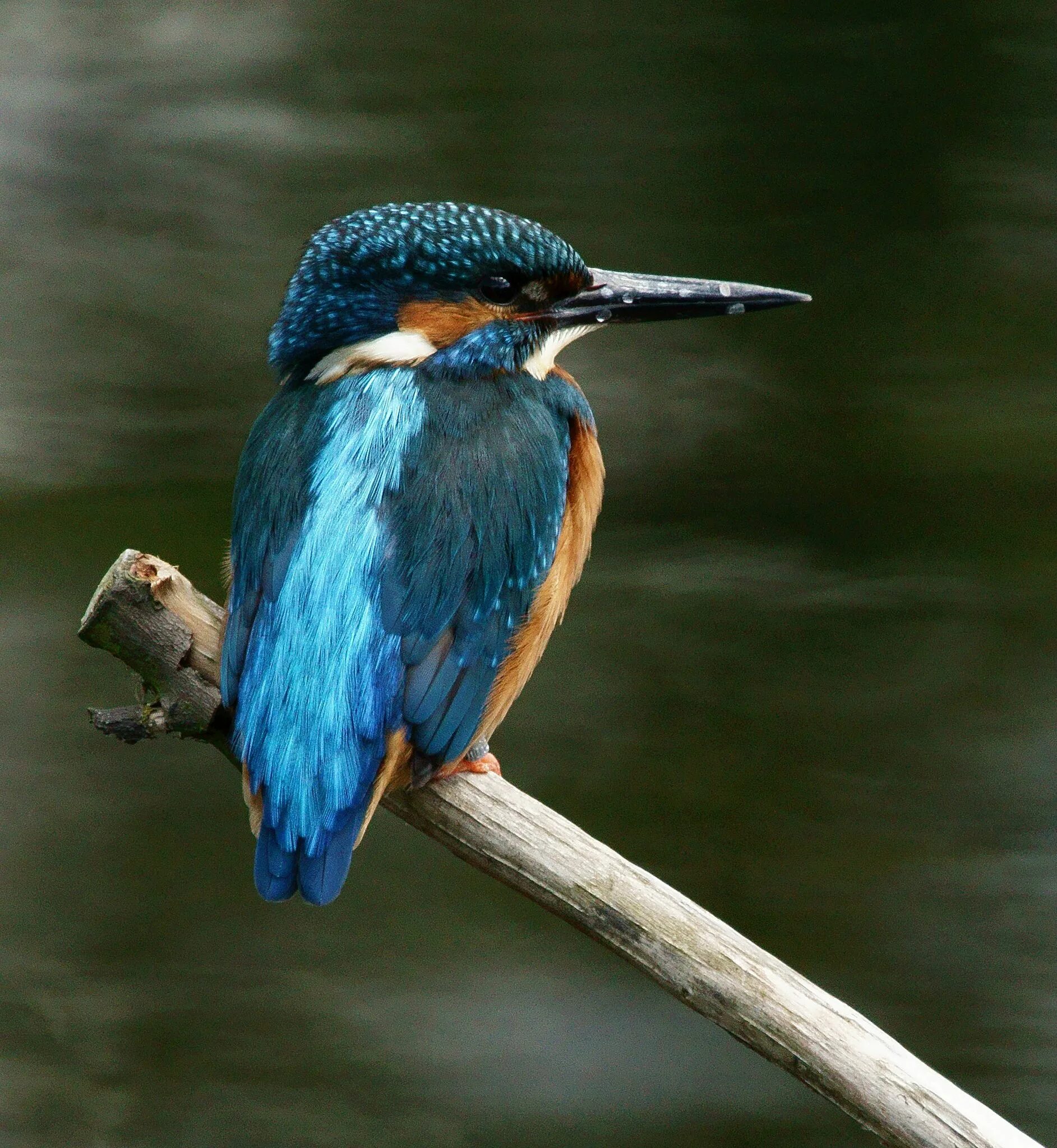 Хохлатый зимородок. Обыкновенный зимородок. Птица с синим клювом. Обыкновенный зимородок. Карликовый зимородок.