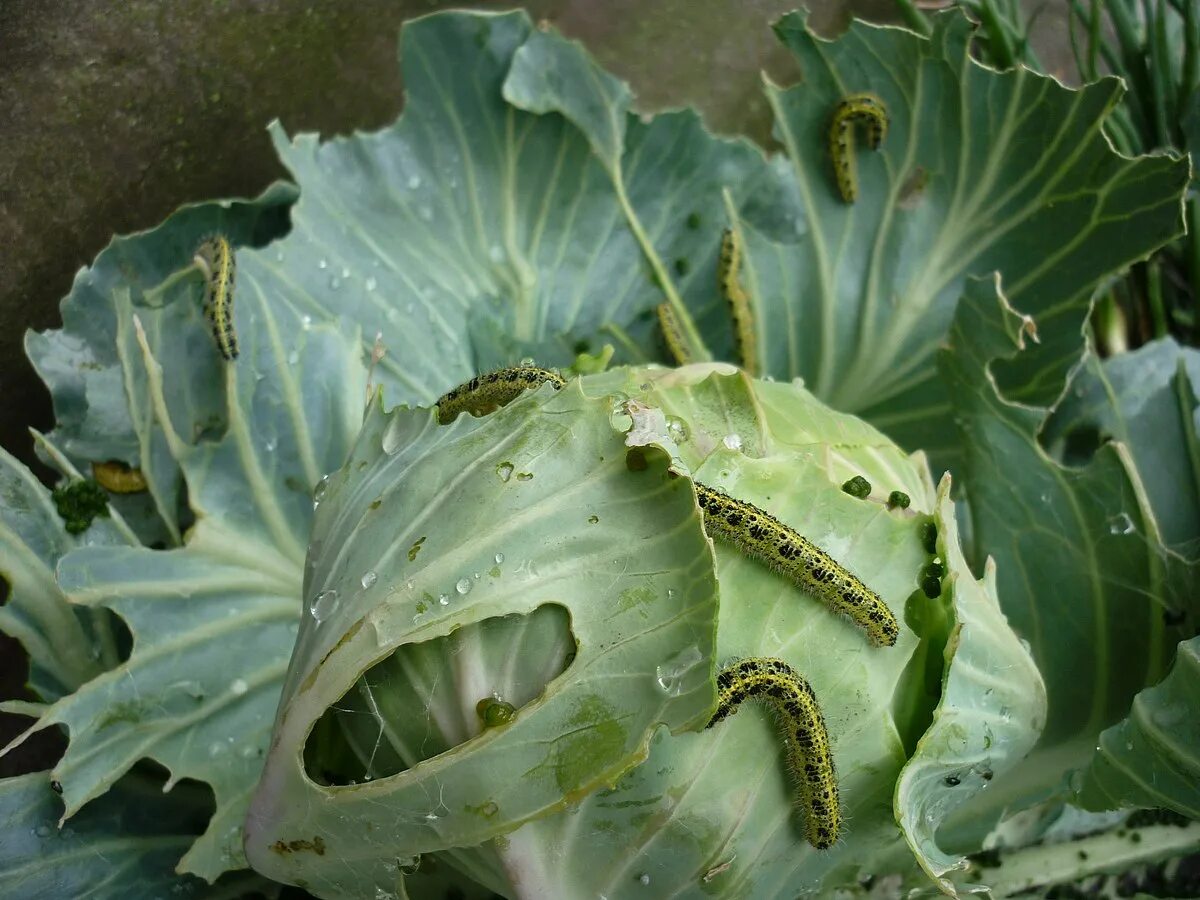 Pieris brassicae гусеница. Гусеница капустницы белянки. Гусеница бабочки капустницы. Гусеница капустной белянки. Яйца капустной белянки